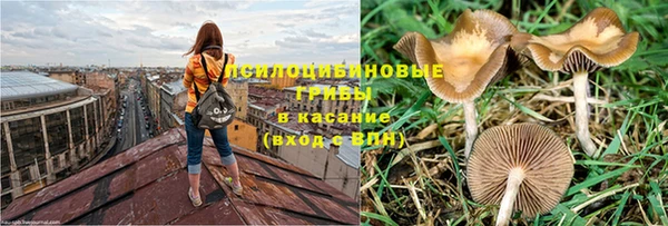 шишки Белокуриха