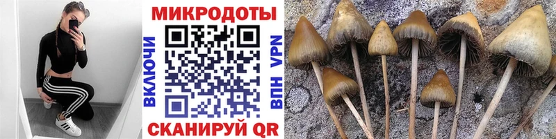 Галлюциногенные грибы Cubensis  Онега 